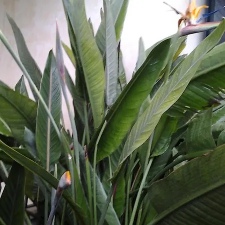 Appartamento Robert House Alghero